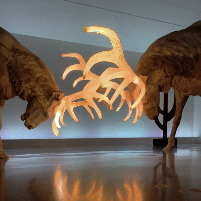 https://images.nightlight.io/antlerloop_6696_2.gif